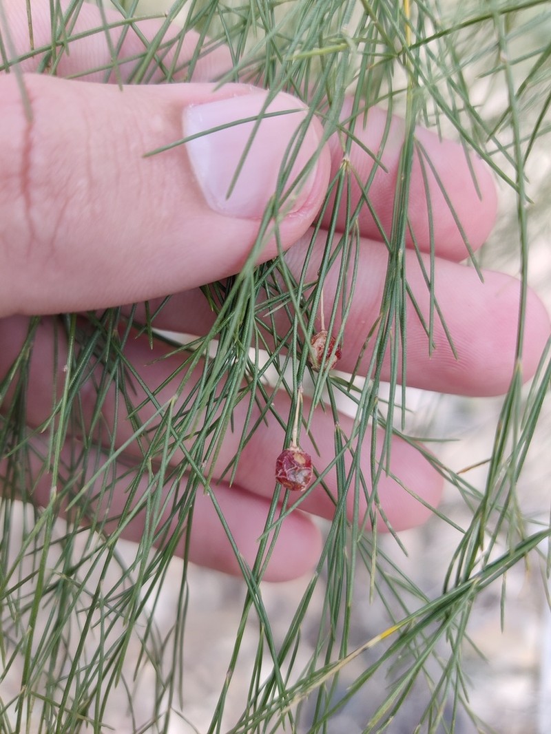 Asparagus plocamoides photo 5