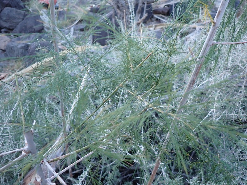 Asparagus plocamoides photo 6