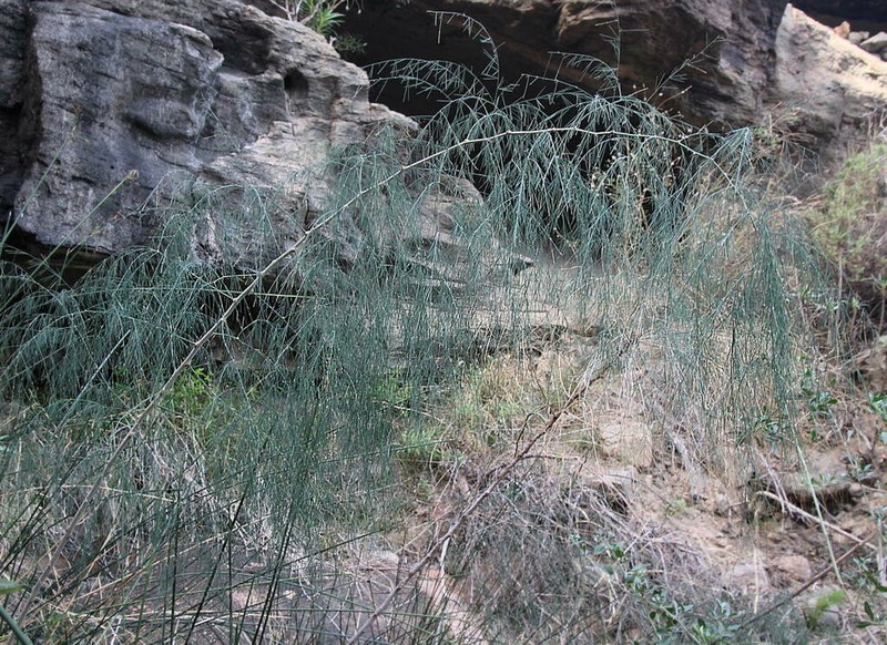 Asparagus plocamoides photo 7
