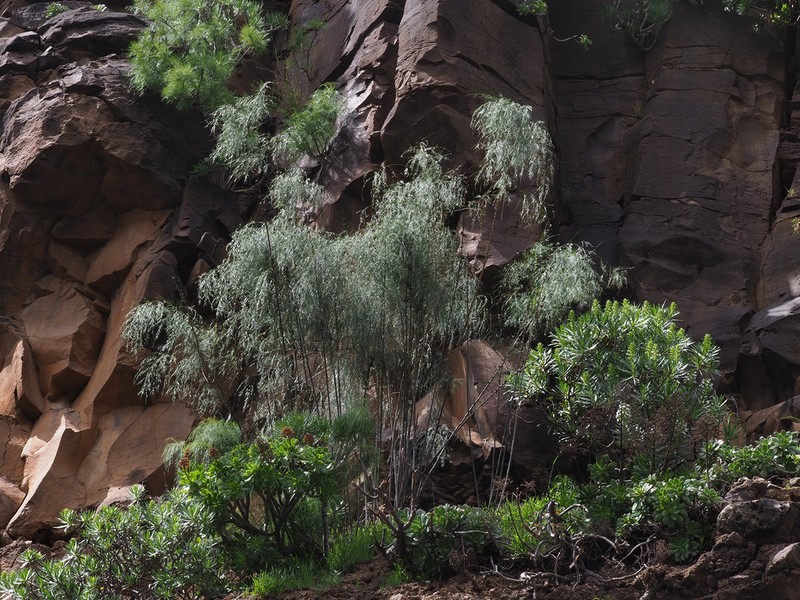 Asparagus plocamoides photo 8