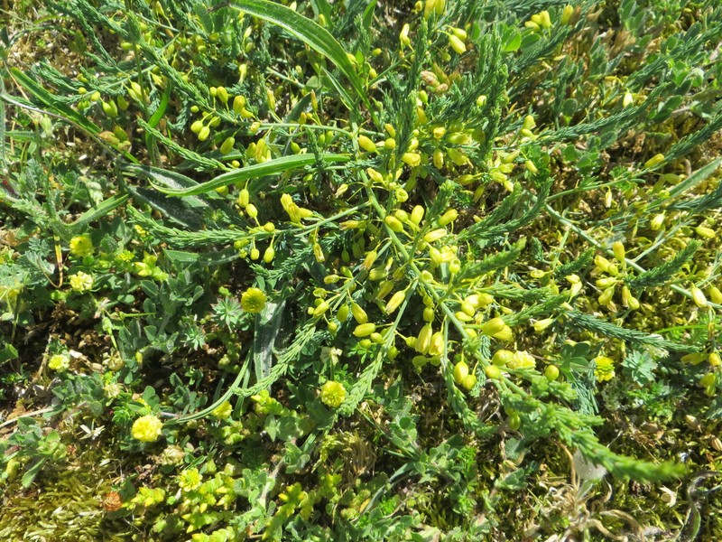 Asparagus prostratus