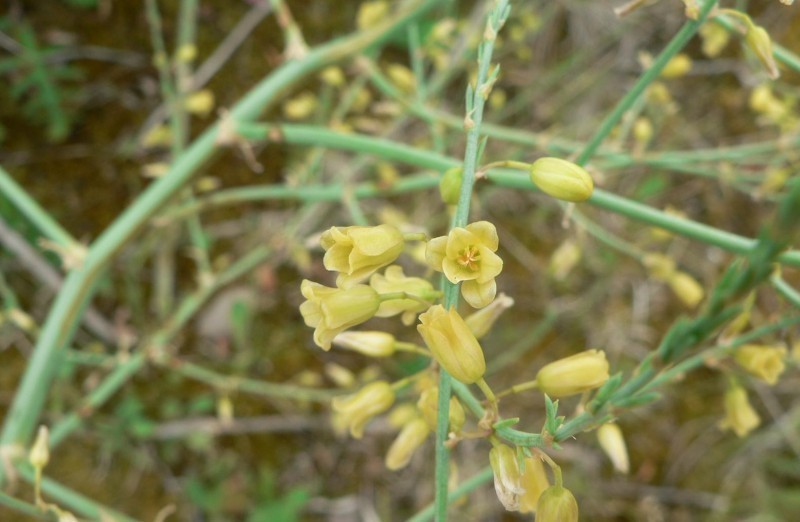 Asparagus prostratus photo 2