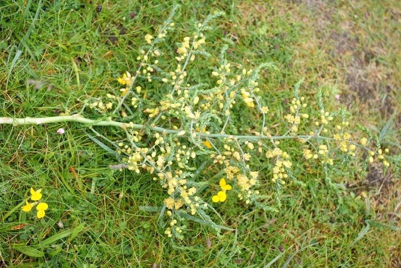 Asparagus prostratus photo 3