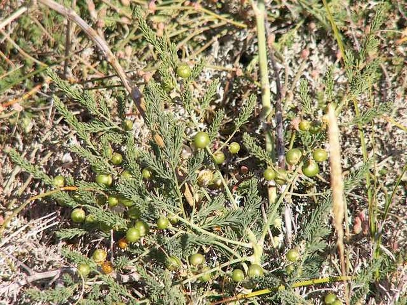 Asparagus prostratus photo 4