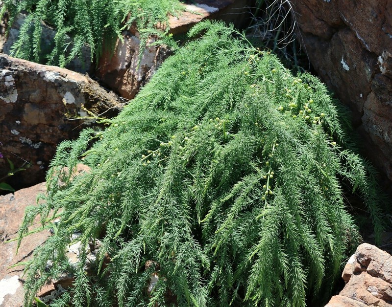 Asparagus prostratus photo 6