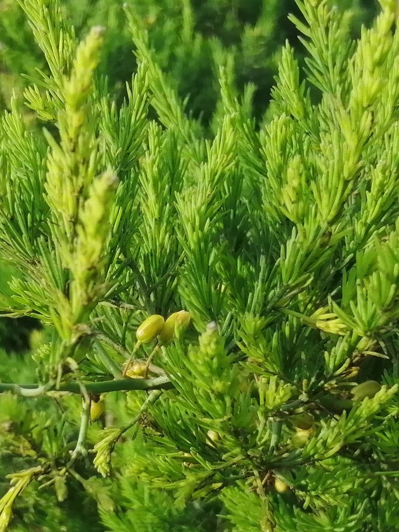 Asparagus prostratus photo 7