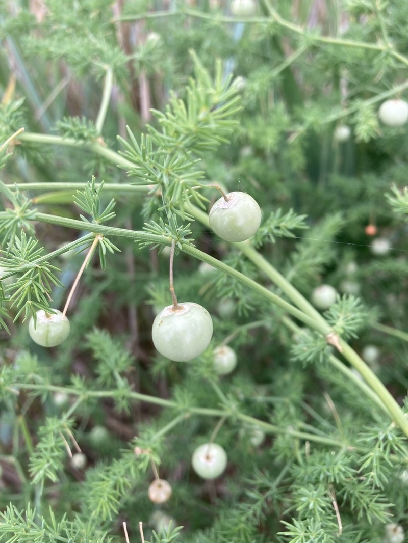 Asparagus pseudoscaber photo 3