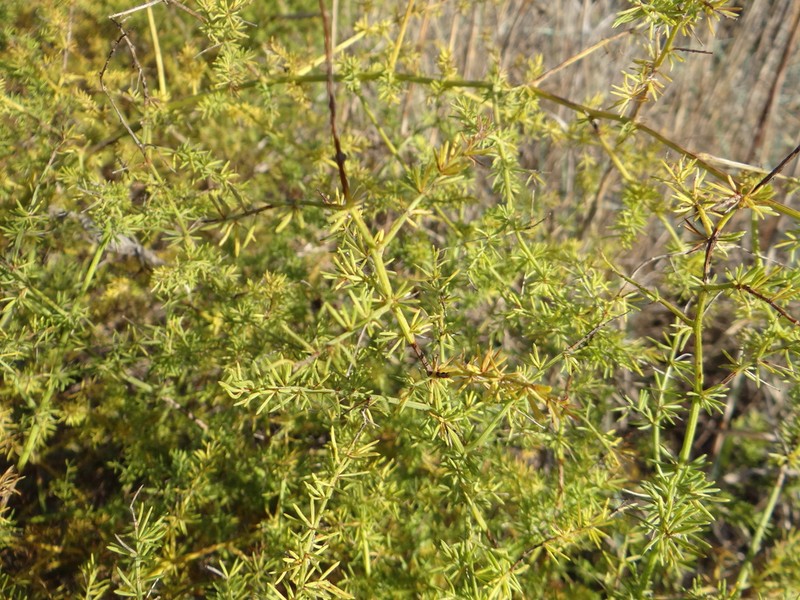 Asparagus pseudoscaber photo 5