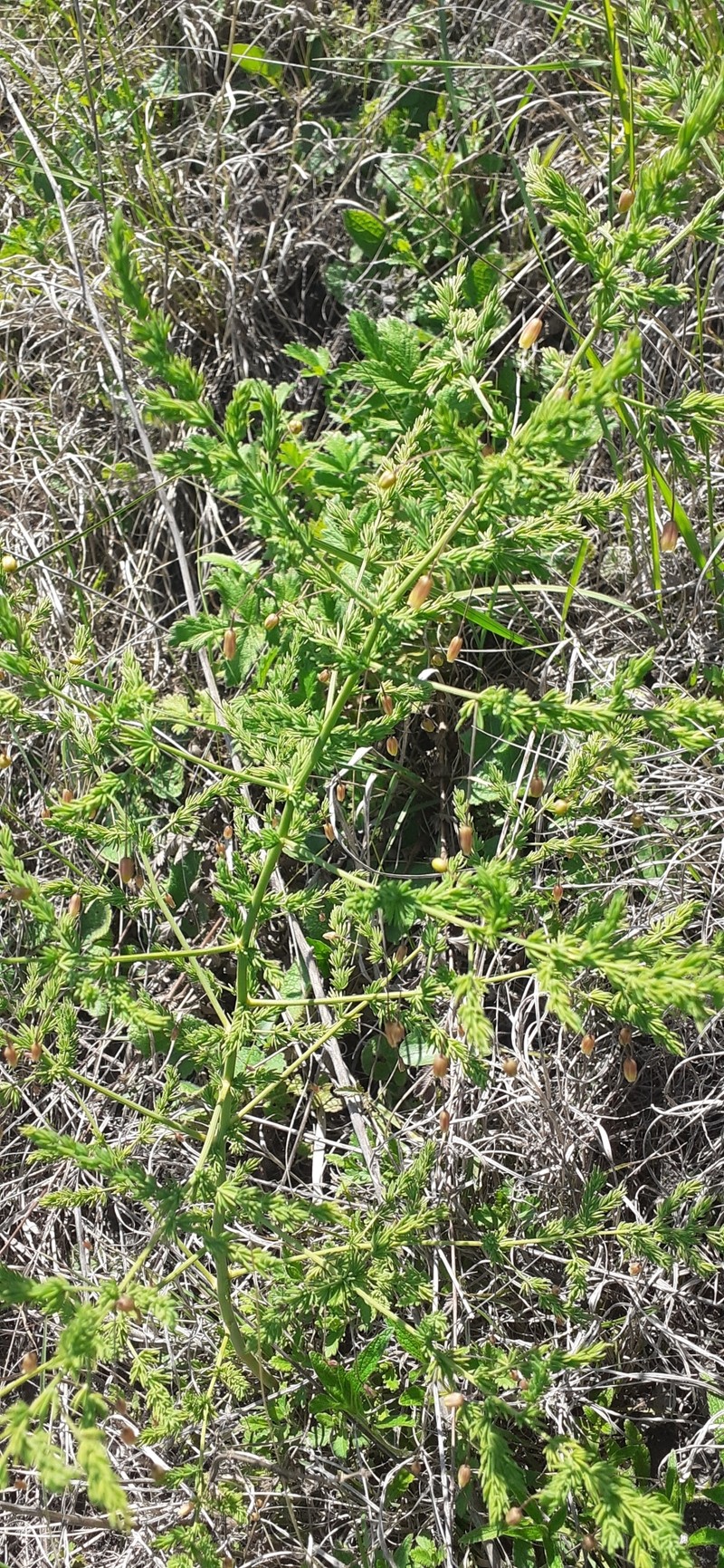 Asparagus pseudoscaber photo 7