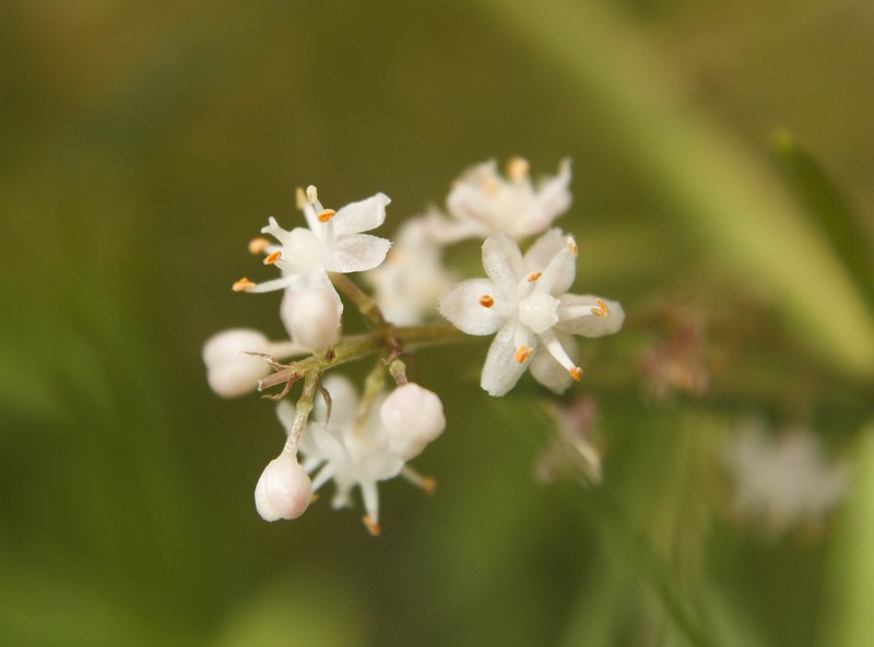 Asparagus racemosus photo 2