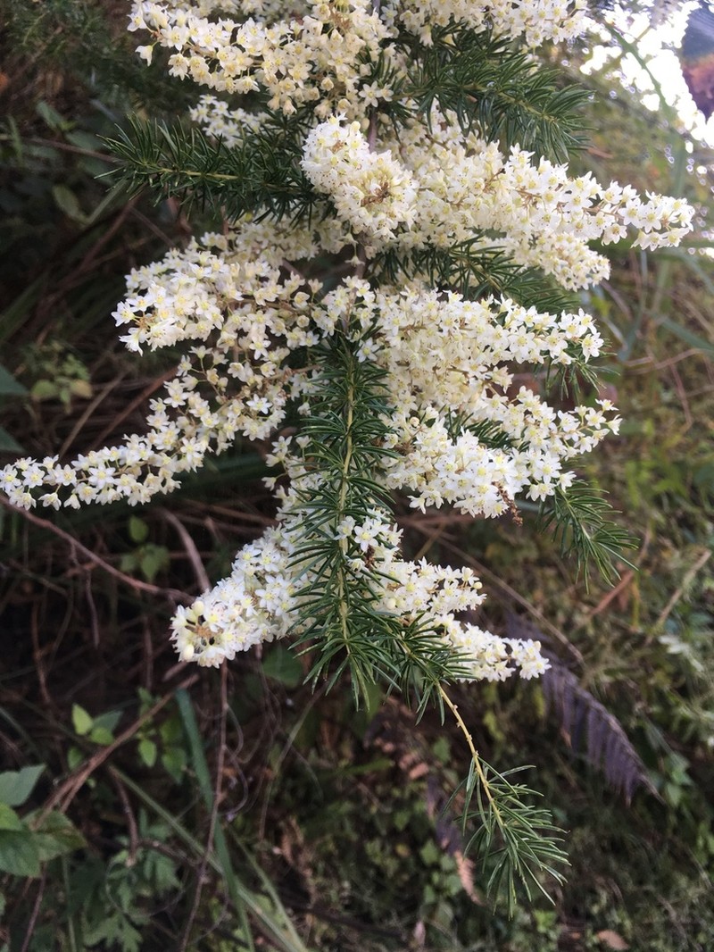 Asparagus racemosus photo 3