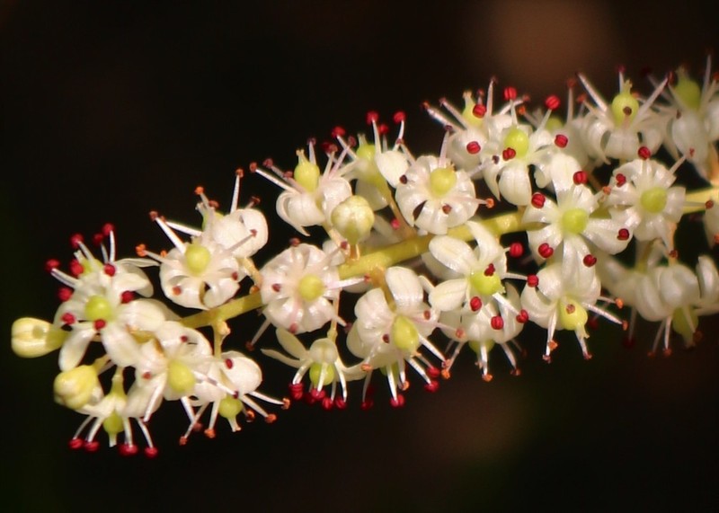 Asparagus racemosus photo 4