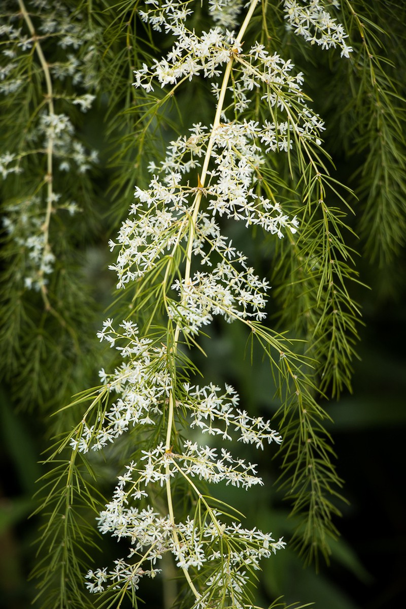 Asparagus racemosus photo 5