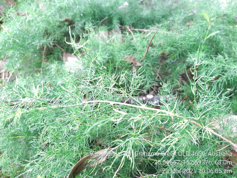 Asparagus racemosus photo 7