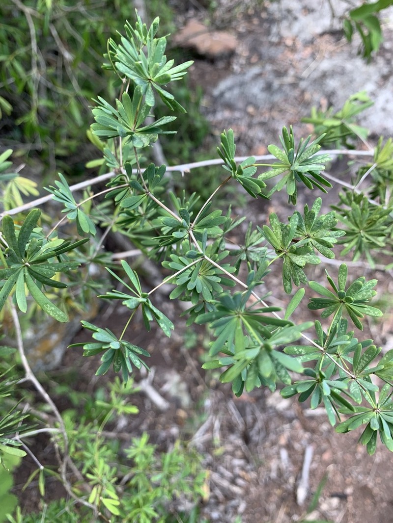 Asparagus radiatus