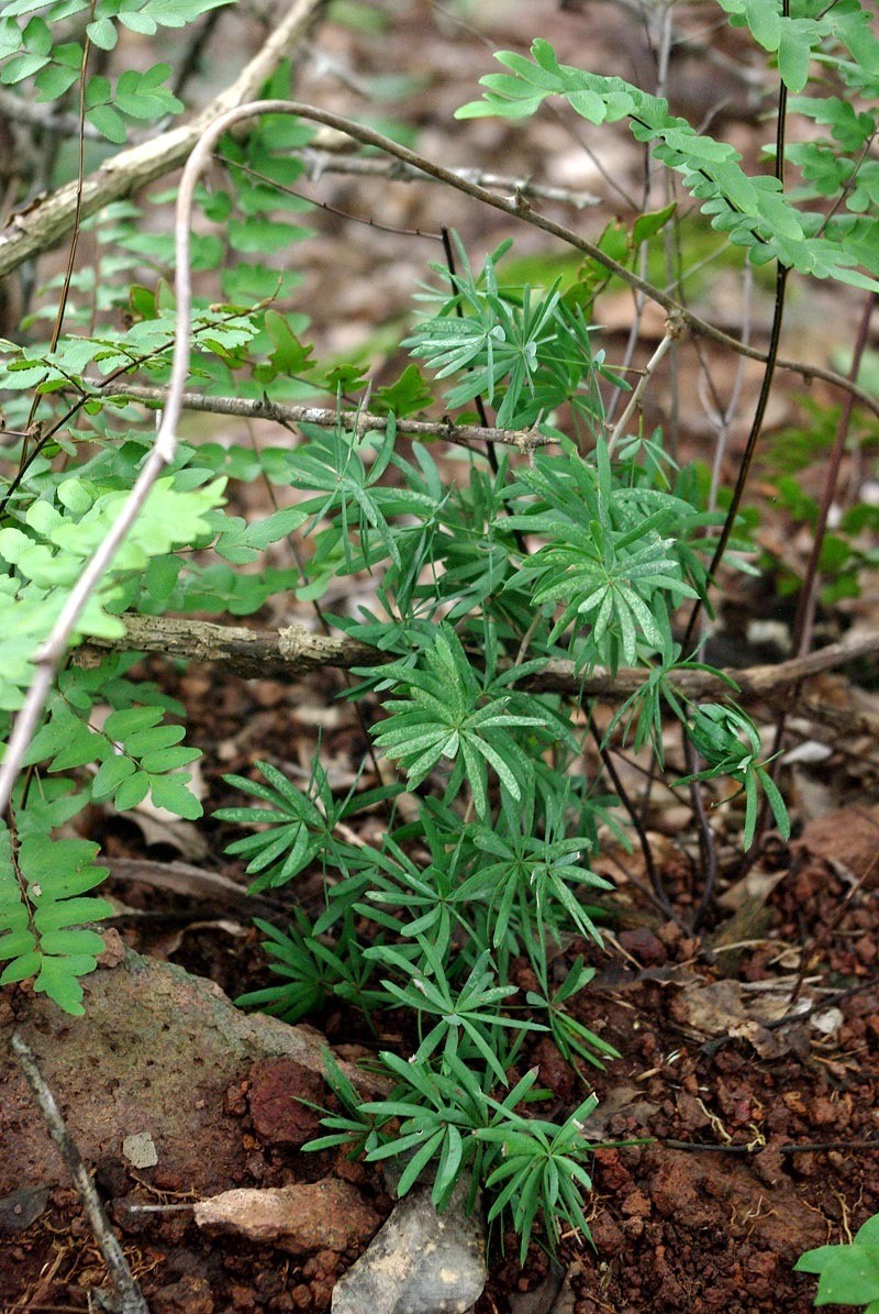 Asparagus radiatus photo 4