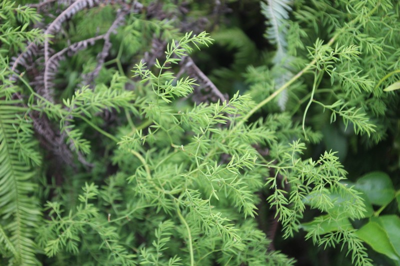 Asparagus ramosissimus