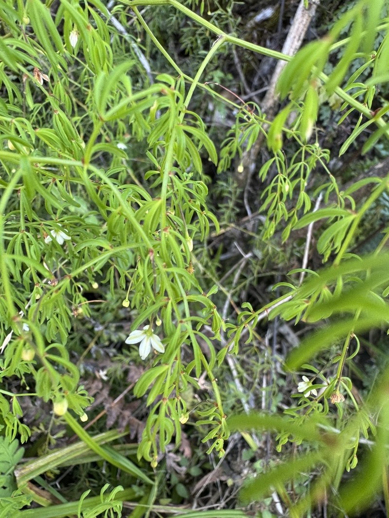 Asparagus ramosissimus photo 2