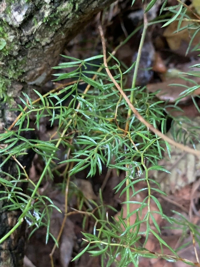 Asparagus ramosissimus photo 3