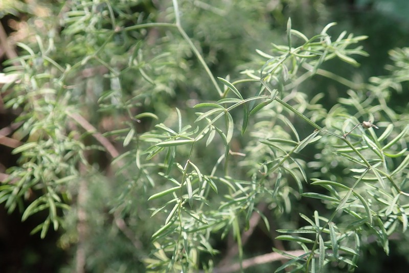 Asparagus ramosissimus photo 4