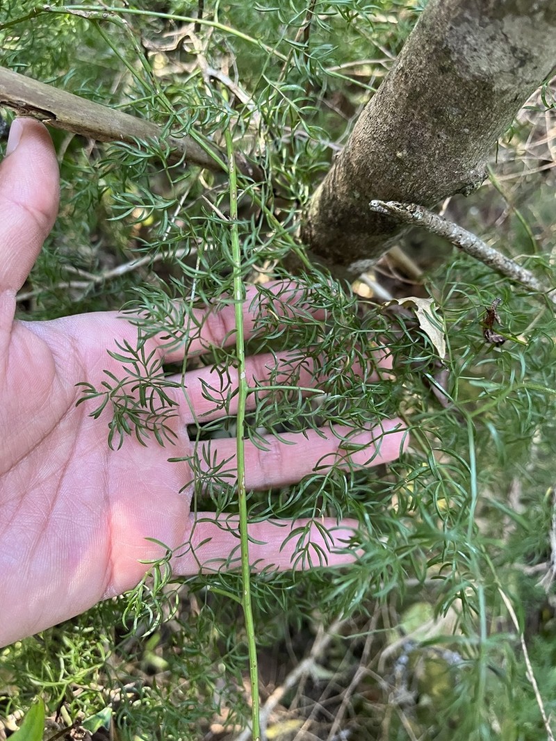 Asparagus ramosissimus photo 5