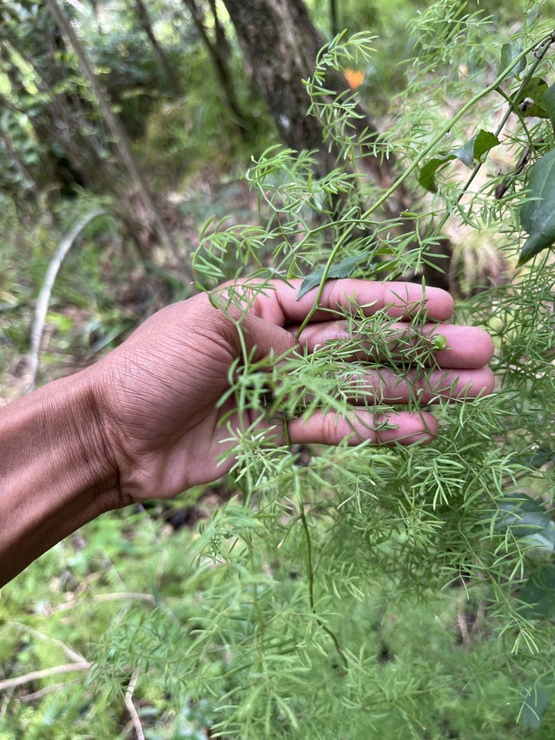 Asparagus ramosissimus photo 6