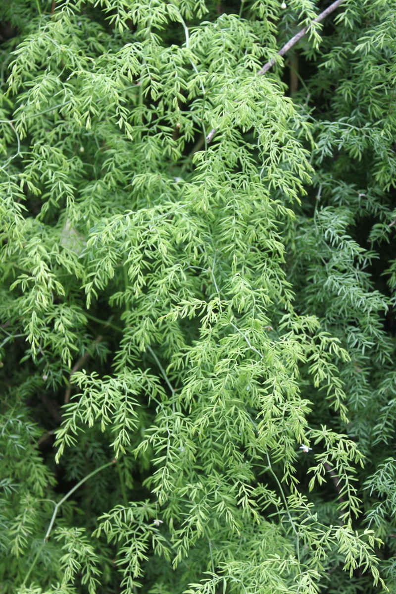 Asparagus ramosissimus photo 8