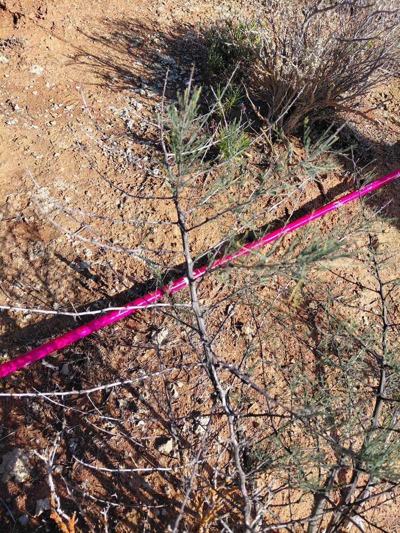 Asparagus recurvispinus