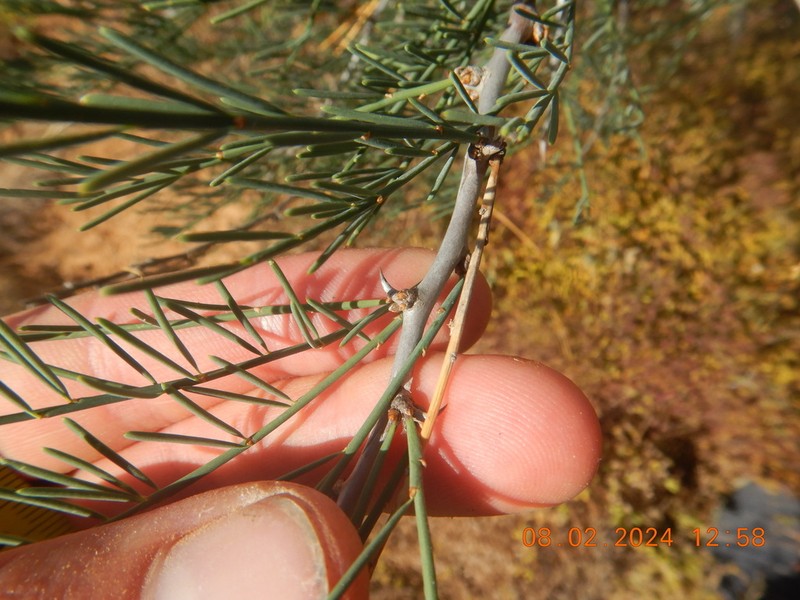 Asparagus recurvispinus photo 2