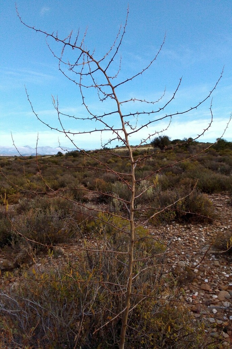 Asparagus recurvispinus photo 3