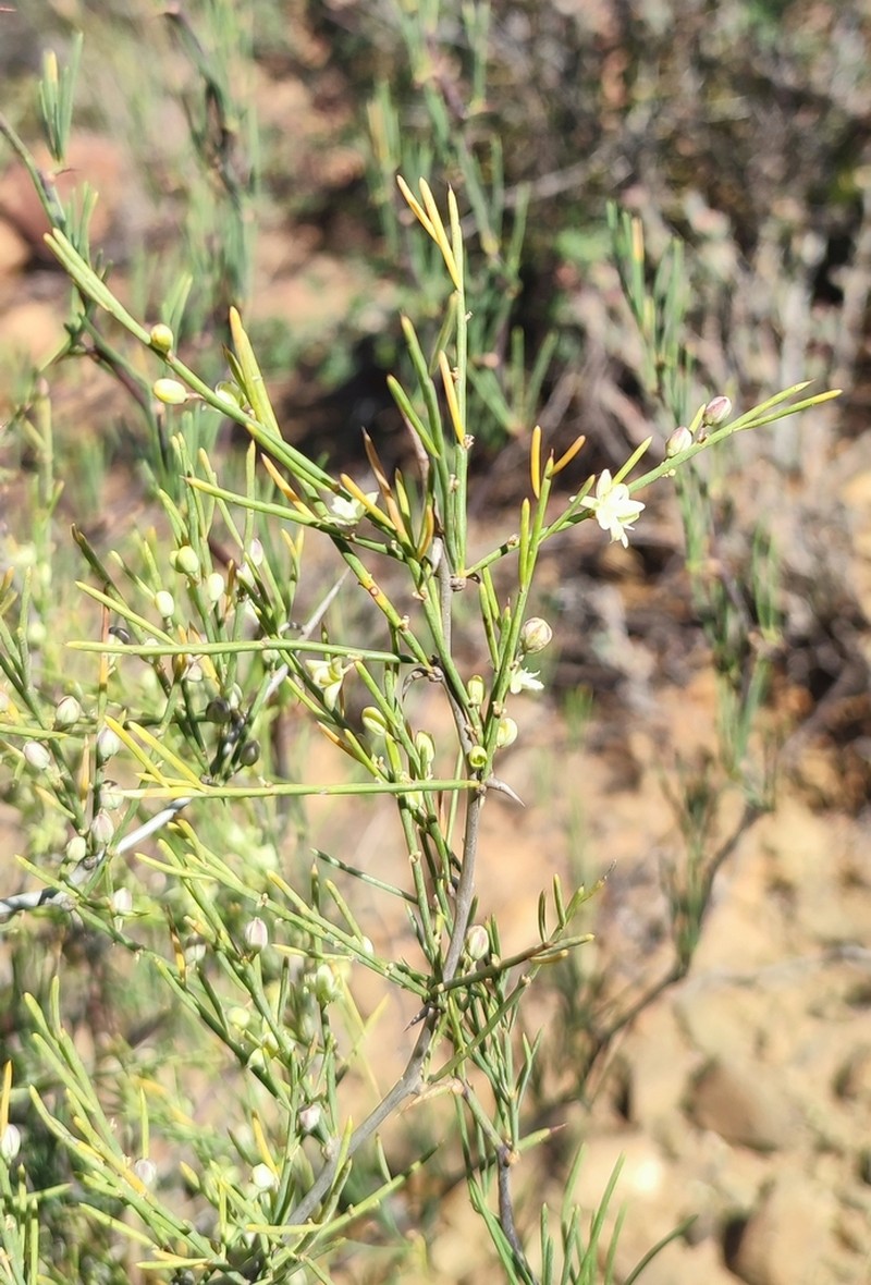Asparagus recurvispinus photo 4
