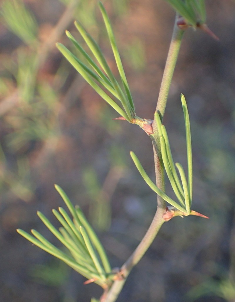 Asparagus recurvispinus photo 5