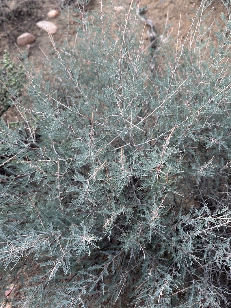 Asparagus recurvispinus photo 6