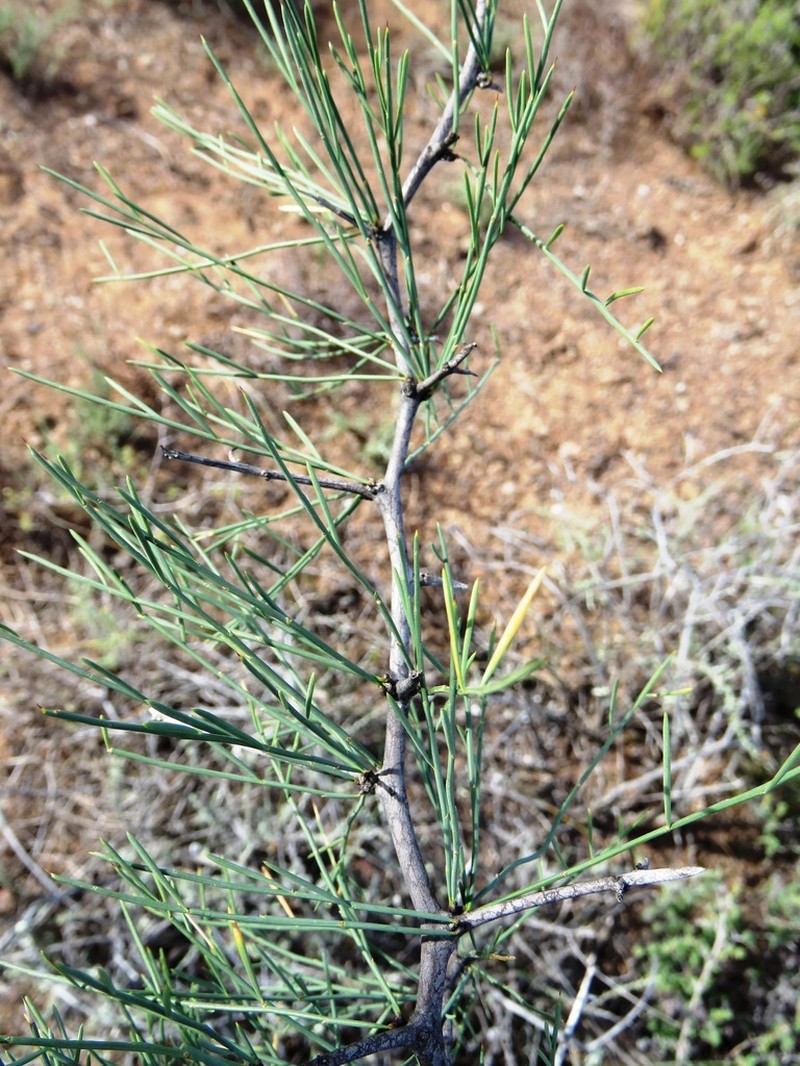 Asparagus recurvispinus photo 7