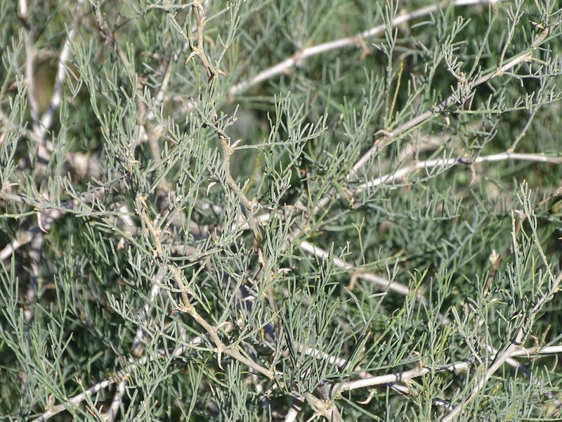 Asparagus recurvispinus photo 8