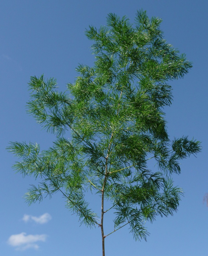 Asparagus retrofractus