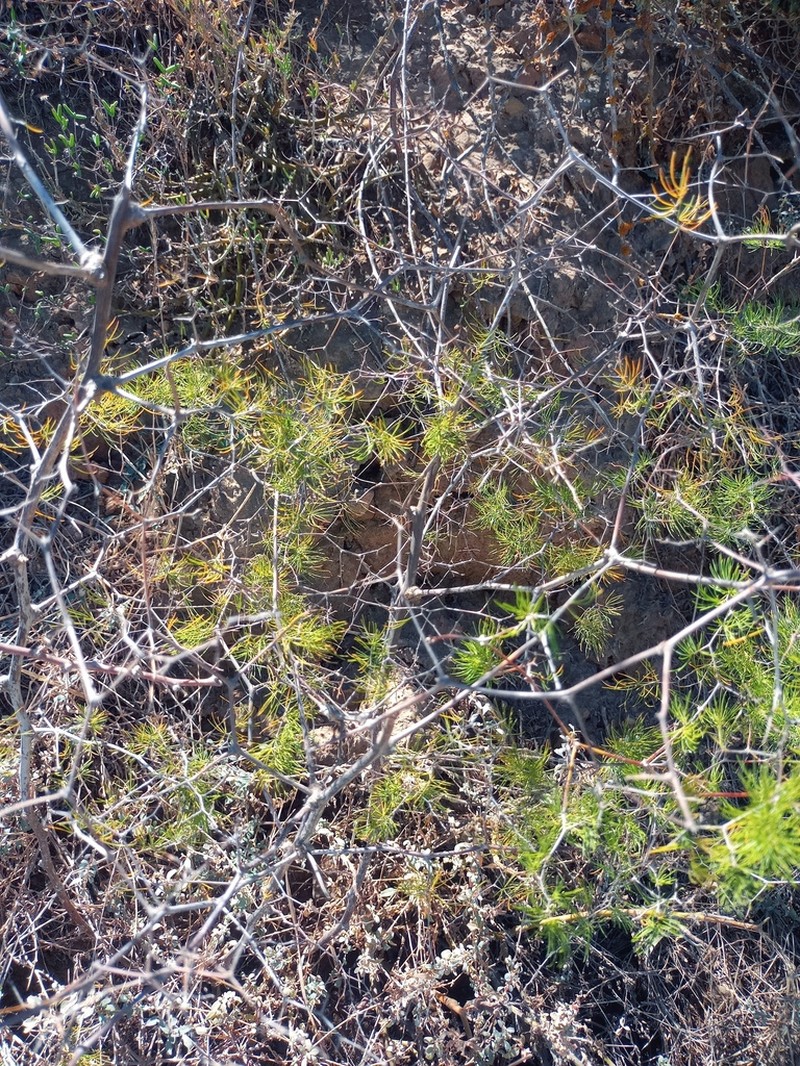 Asparagus retrofractus photo 2