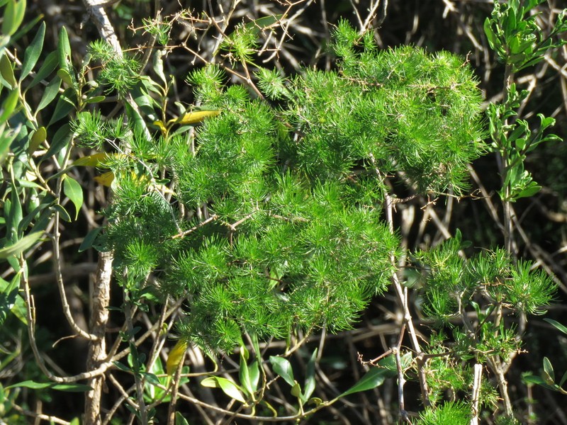 Asparagus retrofractus photo 3