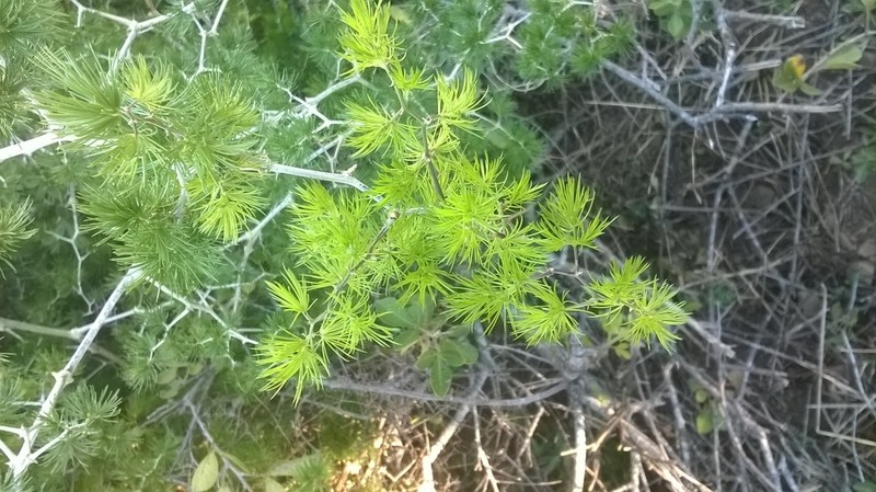 Asparagus retrofractus photo 4