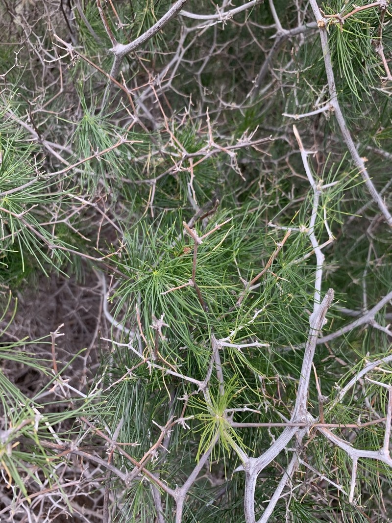 Asparagus retrofractus photo 5