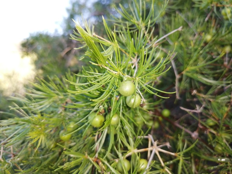 Asparagus retrofractus photo 7