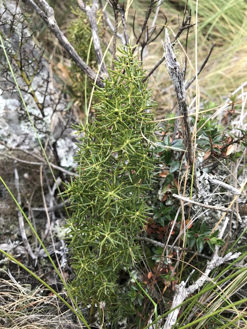 Asparagus rigidus