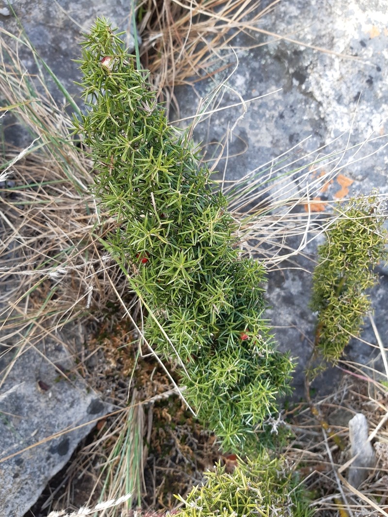 Asparagus rigidus photo 2