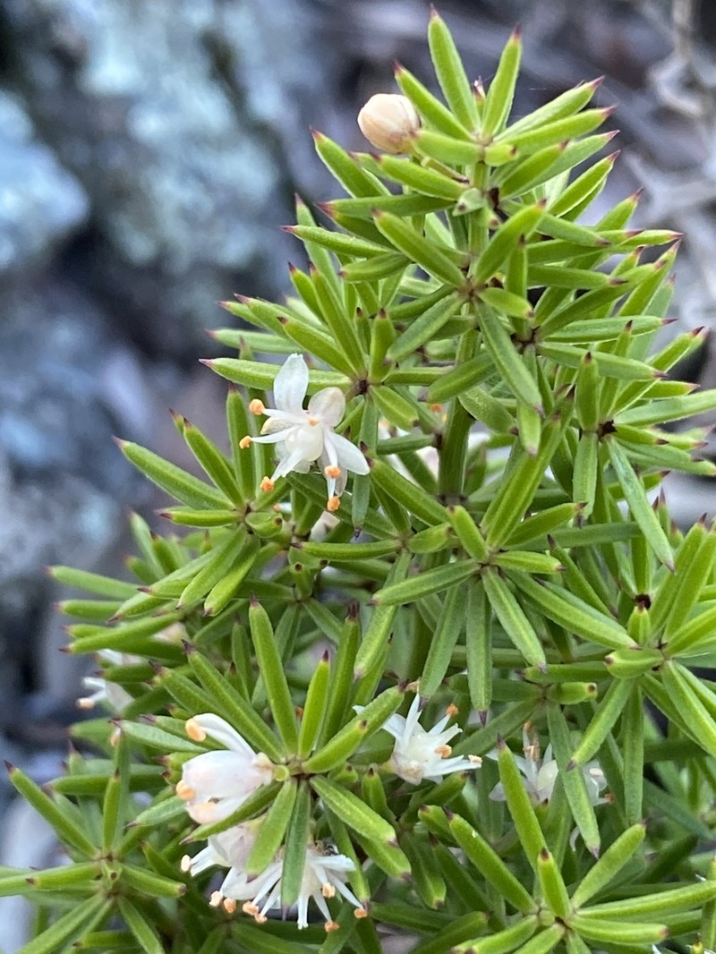 Asparagus rigidus photo 3