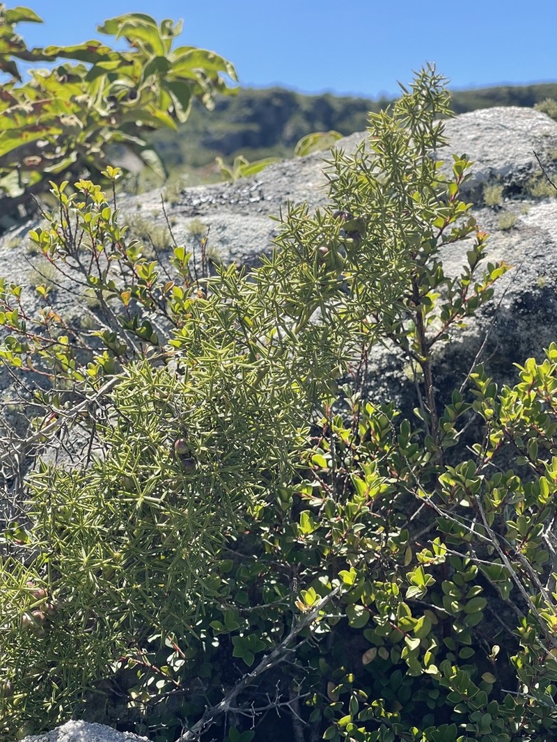 Asparagus rigidus photo 4