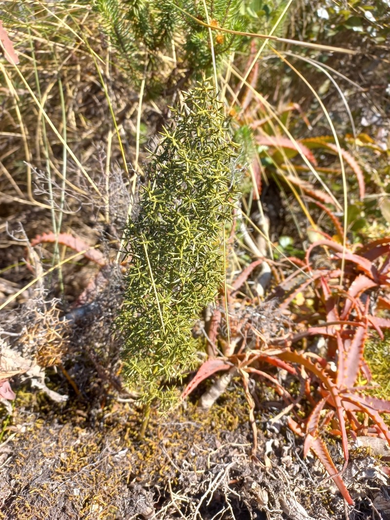 Asparagus rigidus photo 6