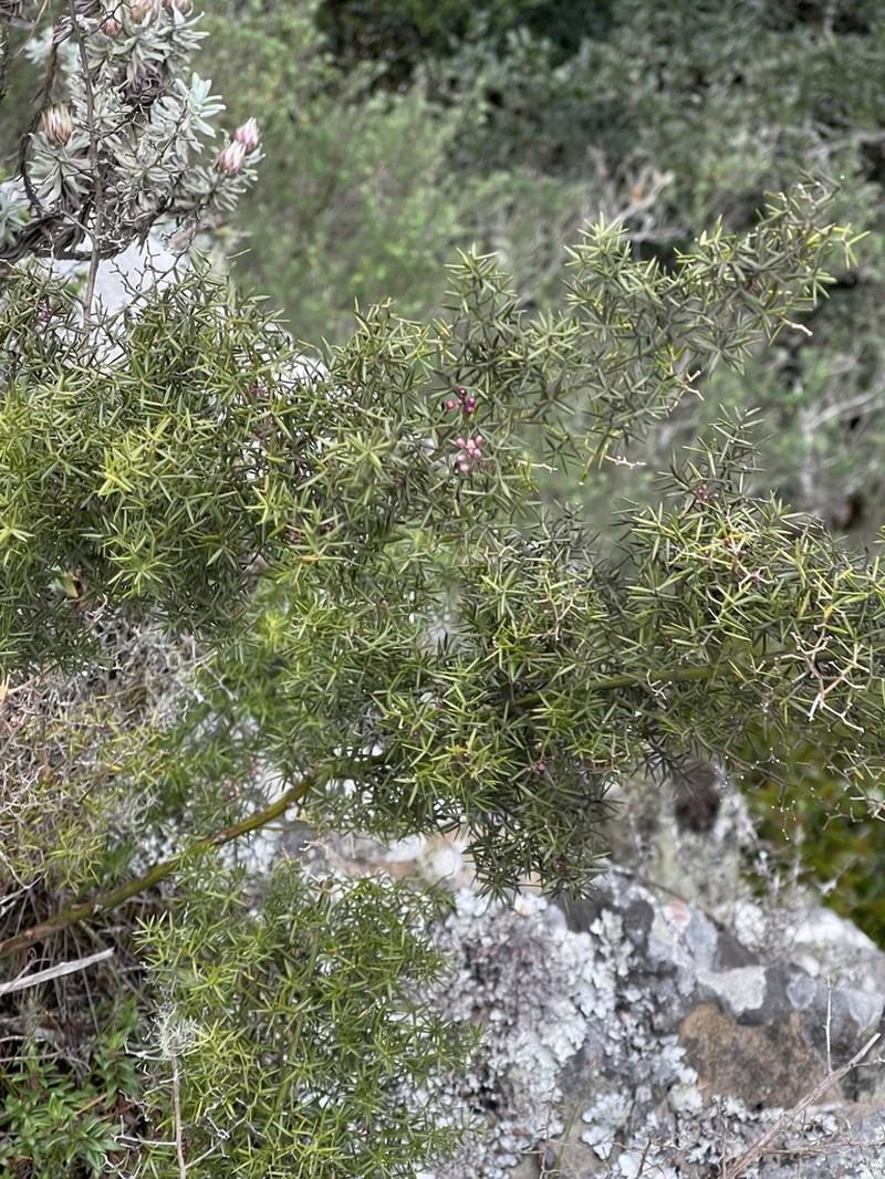 Asparagus rigidus photo 7