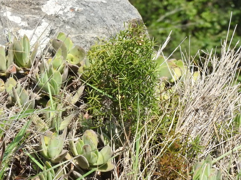 Asparagus rigidus photo 8