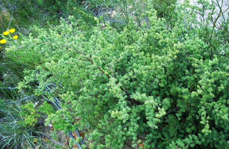 Asparagus rubicundus
