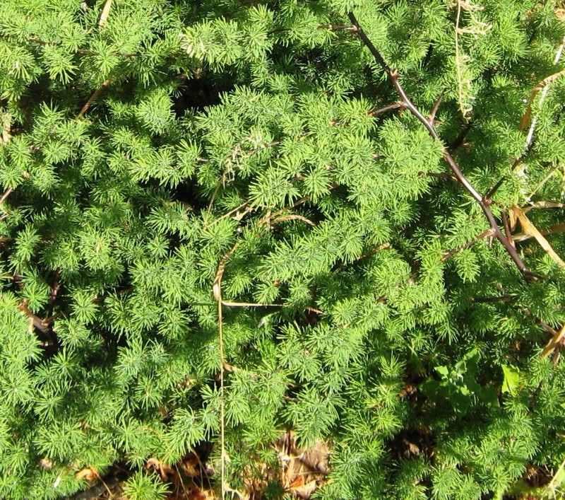 Asparagus rubicundus photo 2